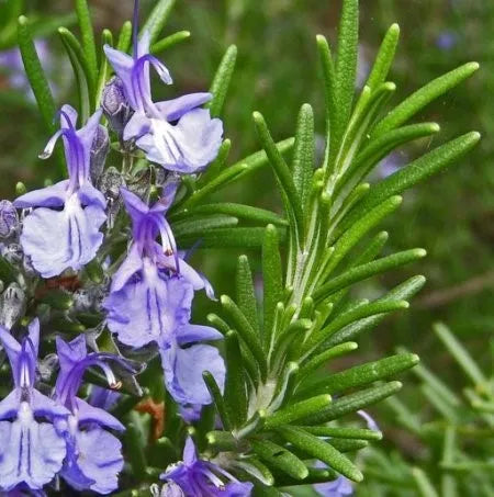 Rosemary Morocco (Moroccan) Pure Essential Oil