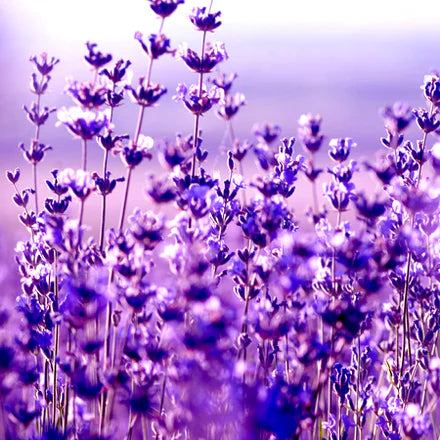 Lavandin Abrialis (French) Pure Essential Oil