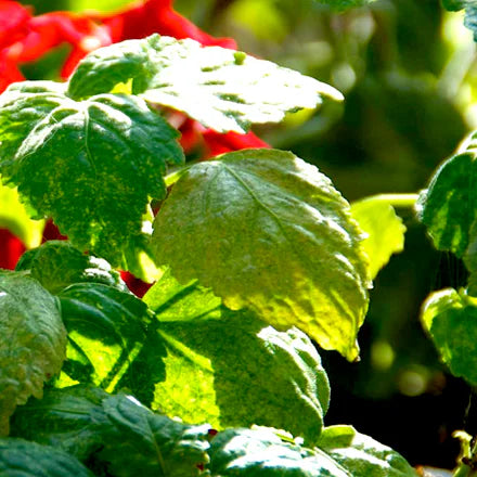 Light Patchouli (Indonesian) Pure Essential Oil