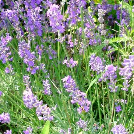 Lavandin Grosso (French) Pure Essential Oil