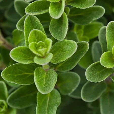 Sweet Marjoram (Egyptian) Pure Essential Oil