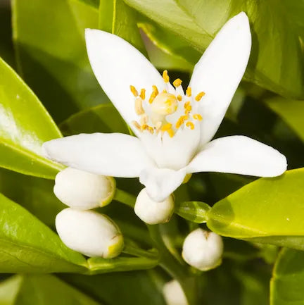 Neroli Natural Blend (Chinese) Pure Essential Oil