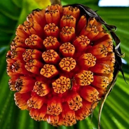 Kewra (Indian) Pure Essential Oil