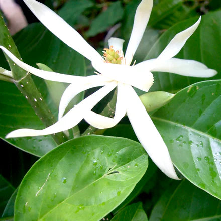 Michelia Alba Leaf (Chinese) Pure Essential Oil