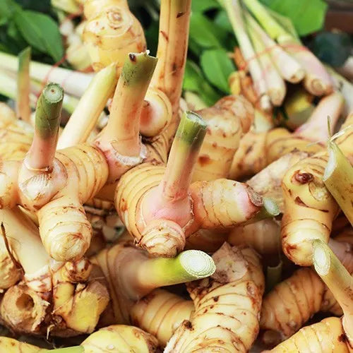 Kulanjan (Indonesian) Pure Essential Oil