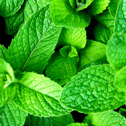 Menthol (American) Pure Essential Oil