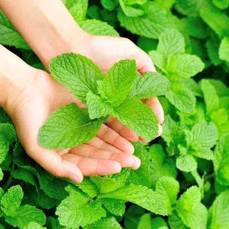 Spearmint India (Indian) Pure Essential Oil