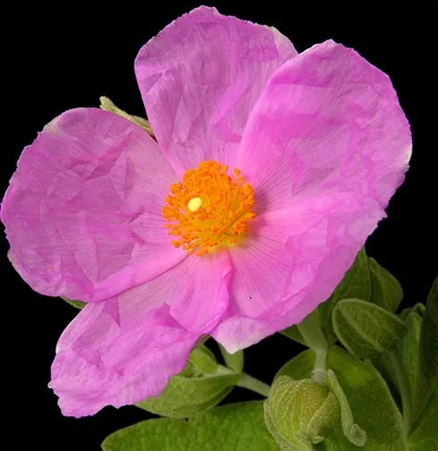 Labdanum (French) Pure Essential Oil