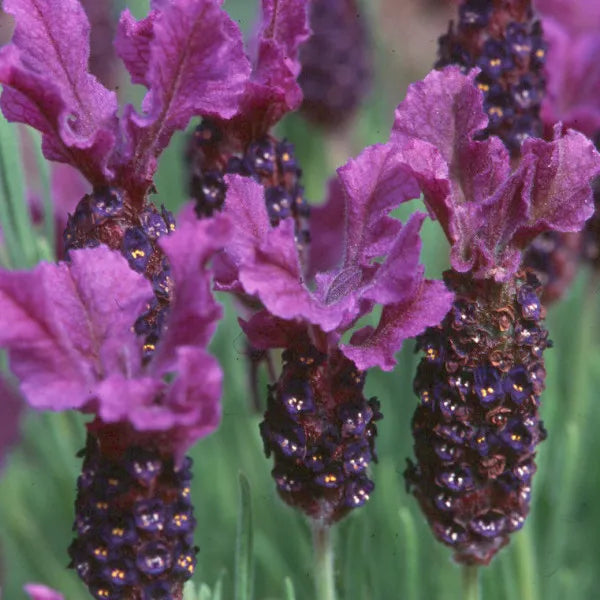 French Lavender (French) Pure Essential Oil