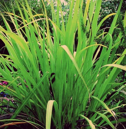 Palmarosa (Indian) Pure Essential Oil