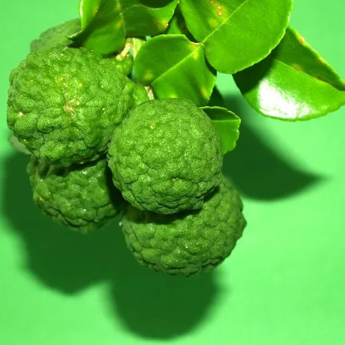 Bergamot Calabrian (Italian) Pure Essential Oil