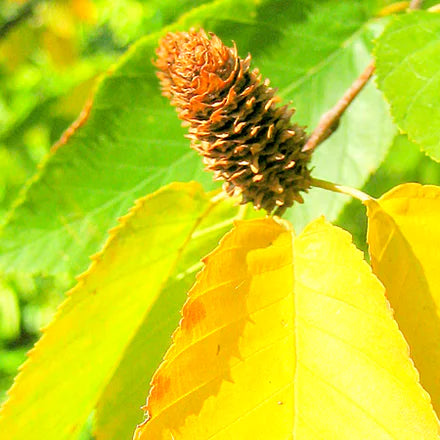 Sweet Birch (Chinese) Pure Essential Oil