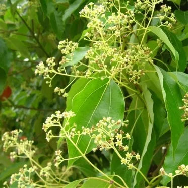 Camphor (Chinese) Pure Essential Oil