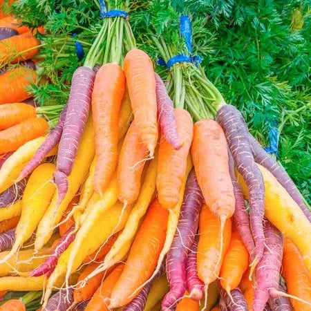 Carrot Seed (Indian) Pure Essential Oil