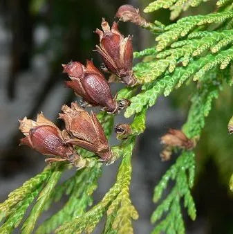 Chinese Cedarwood (Chinese) Pure Essential Oil