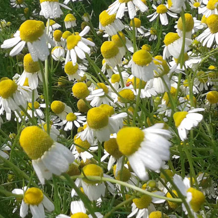 German Chamomile Nepal (Nepali) Pure Essential Oil