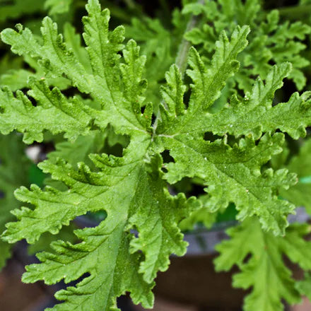 Ceylon Citronella (Sri Lankan) Pure Essential Oil