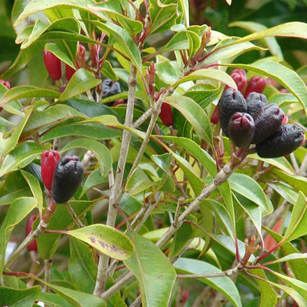 Clove Leaf (Rectified) (Indonesian) Pure Essential Oil
