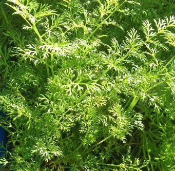 Dill Weed Organic (Bulgarian) Pure Essential Oil