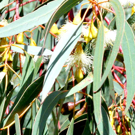 Lemon Eucalyptus (Chinese) Pure Essential Oil