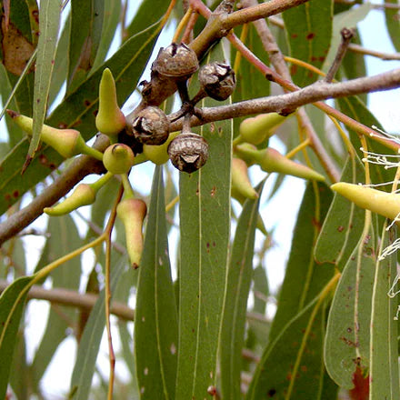 Lemon Eucalyptus (Indian) Pure Essential Oil