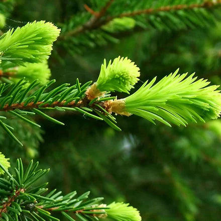 Fir Needle Siberian (Russian) Pure Essential Oil