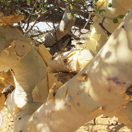 Frankincense Frereana (Somali) Pure Essential Oil