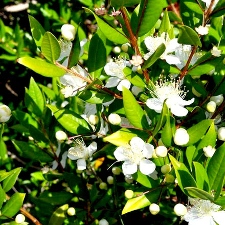 Green Myrtle (Australian) Pure Essential Oil