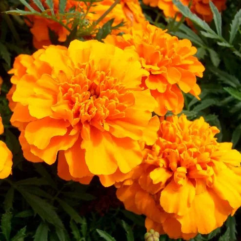 Tagetes (Egyptian) Pure Essential Oil