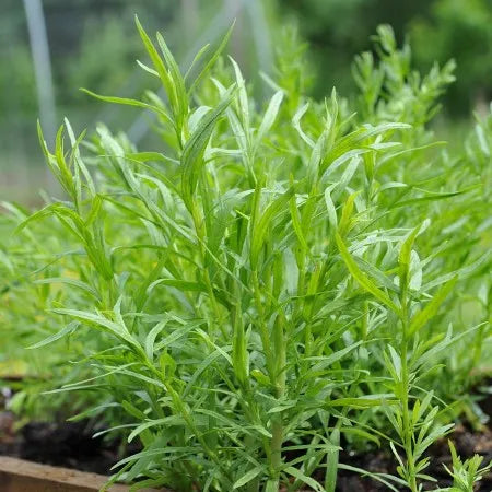 Tarragon (Hungarian) Pure Essential Oil