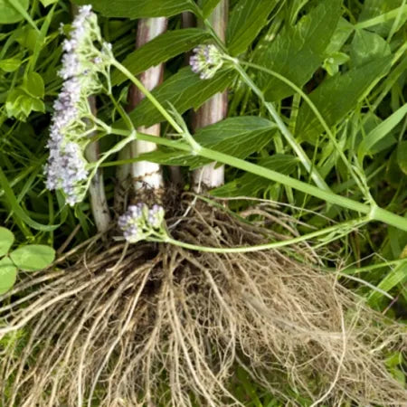 Valerian Root (Indian) Pure Essential Oil