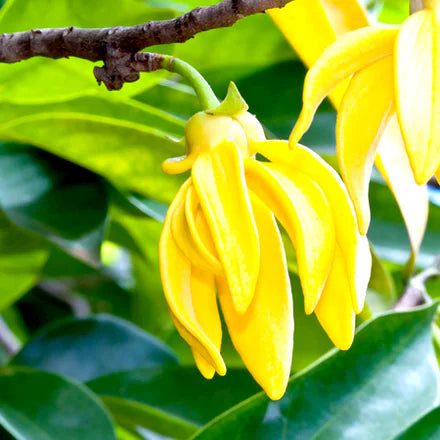 Ylang Ylang three (Madagascan) Pure Essential Oil