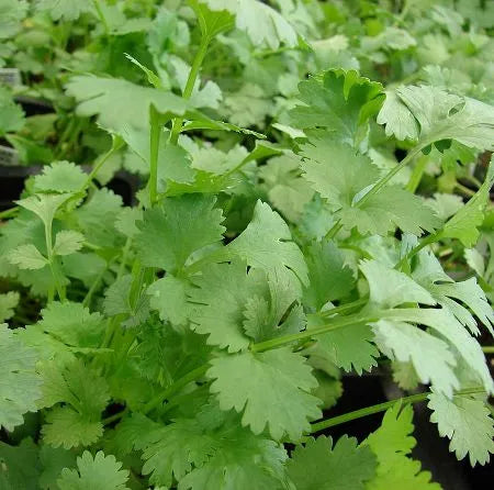 Coriander Leaf (Egyptian) Pure Essential Oil