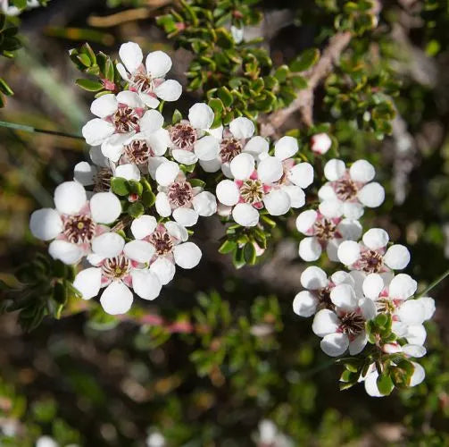 Lemon Tea Tree (Australian) Pure Essential Oil