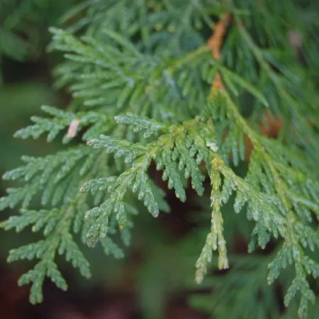 Thuja (North American) Pure Essential Oil