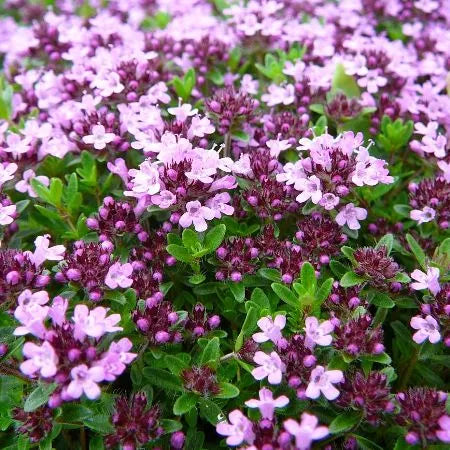 Thyme Red (Spanish) Pure Essential Oil
