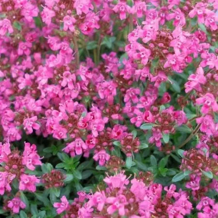 Thyme Red Natural Blend (Indian) Pure Essential Oil