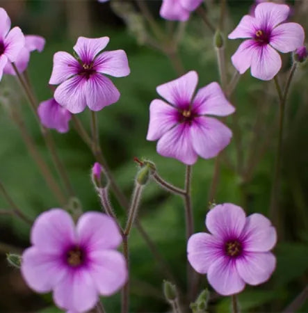 Geranium (Moroccan) Pure Essential Oil