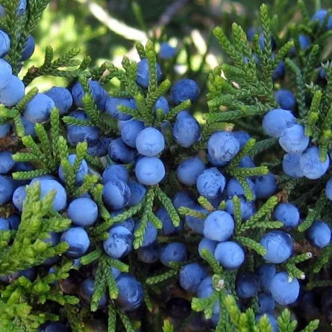 Juniper Berry (Egyptian) Pure Essential Oil