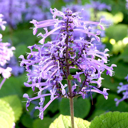 Cape Lavender (South African) Pure Essential Oil