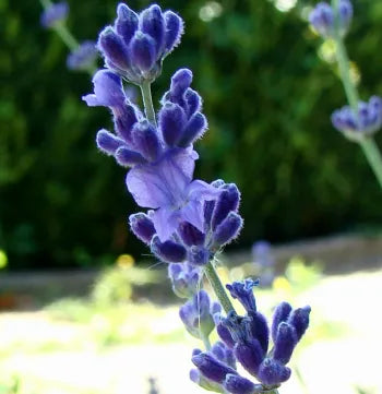 Population Lavender (French) Pure Essential Oil