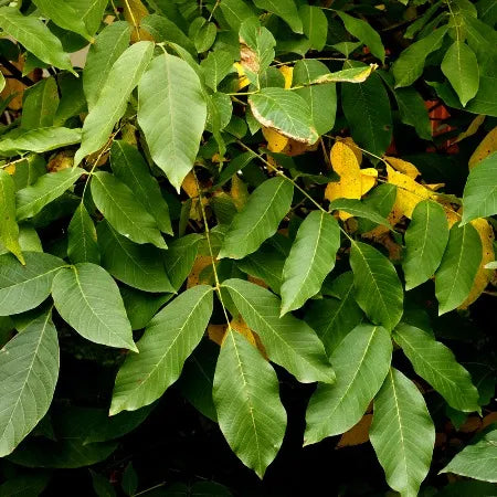 Peru Balsam (American) Pure Essential Oil