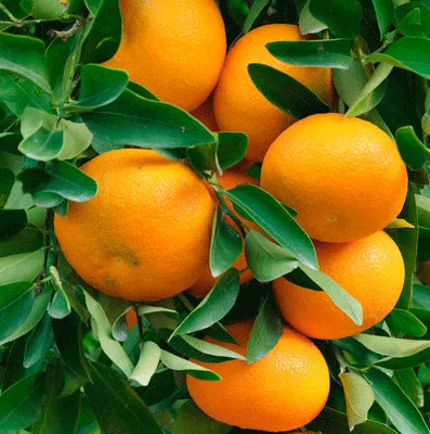 Mandarin Natural Blend (Italian) Pure Essential Oil
