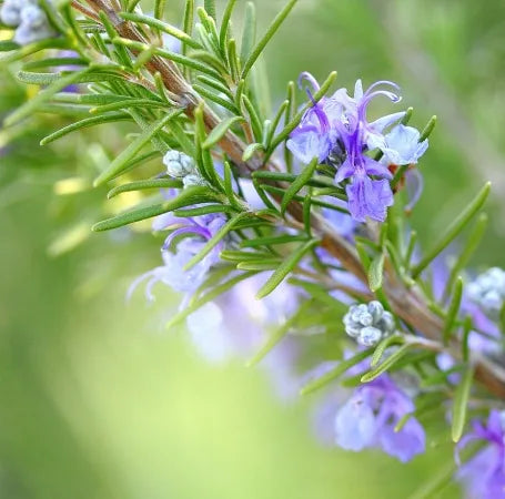 Rosemary Spanish (Spanish) Pure Essential Oil