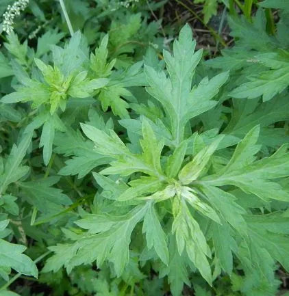 Mugwort (Moroccan) Pure Essential Oil