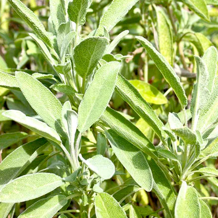Sage (Spanish) Pure Essential Oil