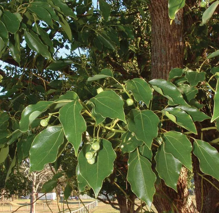 Ho Wood (Chinese) Pure Essential Oil