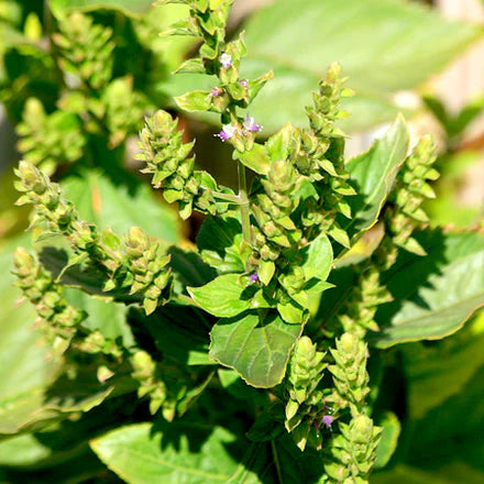 Dark Patchouli (Indonesian) Pure Essential Oil