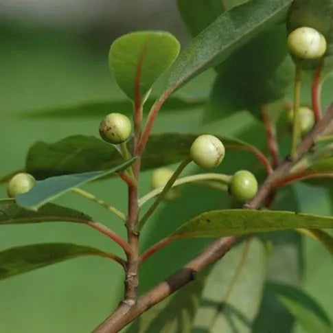 Litsea Cubeba (Chinese) Pure Essential Oil