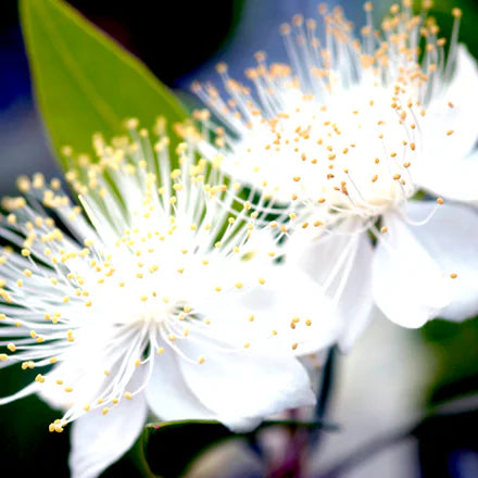 Myrtle (Tunisian) Pure Essential Oil